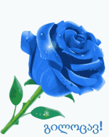 Rose Congrats GIF - Rose Congrats Blue Rose GIFs