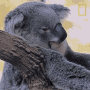 yawn-koalas101.gif
