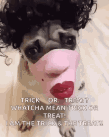pug halloween funny trick or treat whatcha mean