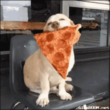 Pizza Pizza Is Life GIF - Pizza Pizza Is Life Dog GIFs