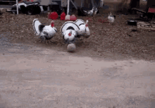 turkey play soccer ball animals