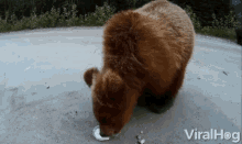 Eating Bear GIF - Eating Bear Hungry GIFs