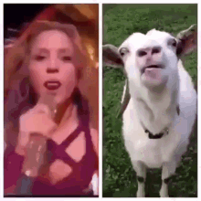 Shakira Shakira Goat GIF - Shakira Shakira Goat Shakira Super Bowl GIFs