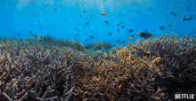 Fish Coral Reef GIF - Fish Coral Reef Underwater GIFs