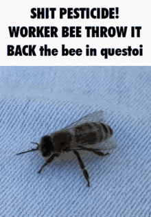bug shaker thug shaker bugs bug bee