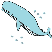 kstr kochstrasse whale animal planet