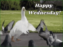 happy wednesday funny animals duck swag