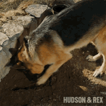 digging rex hudson and rex searching for something german shepherd