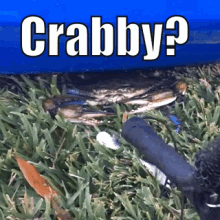 Crabby Blue GIF - Crabby Blue Crab GIFs