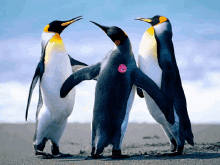 Coalla Barney GIF - Coalla Barney Penguin GIFs
