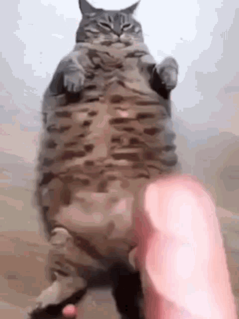 cat-fat-cat.gif