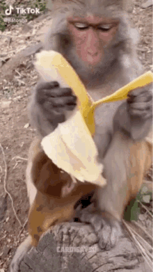 Monkey Eating Banana GIF - Monkey Eating Banana Bhadclittrn GIFs
