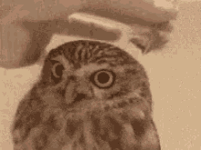 Owl Feather GIF - Owl Feather Decorate GIFs