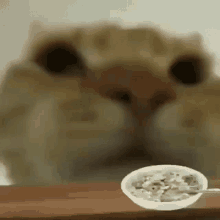 Cat Eating Cereal GIF - Cat Eating Cereal GIFs