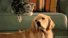 El Dueño De Este Perro Es Un Gato GIF - Buen Chico Portate Bien Perro GIFs