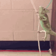 Funny Animals Gecko GIF - Funny Animals Gecko Swinging GIFs
