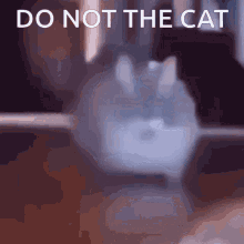 Do Not The Cat Cats GIF - Do Not The Cat Cat Cats GIFs