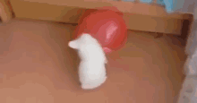 Bunny Balloon Pop. GIF - Bunnyballoon Balloonpop Cute GIFs