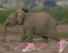 Weird Elephant GIF - Weird Elephant Funny GIFs