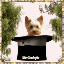 Mr Geekyle Dog GIF - Mr Geekyle Dog Wink GIFs