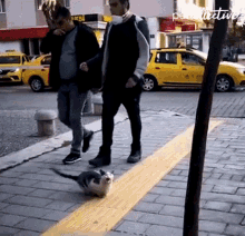 Looks At The Passerby The Pet Collective GIF - Looks At The Passerby The Pet Collective Cat GIFs