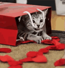 Valentines Gift GIF - Valentines Gift Cat Kitty GIFs