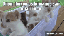 Quem Deixou Os Humanos Sair Miau Miau Gatos GIF - Quem Deixou Os Humanos Sair Miau Miau Gatos Gatinhos GIFs
