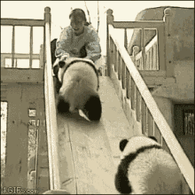 Panda Slide GIF - Slide Panda Fall GIFs