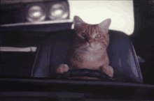 Cat Driving GIF - Cat Driving Car GIFs