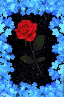 Blue Flowers GIF - Blue Flowers Red GIFs