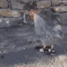 chicken rooster sneakers silly