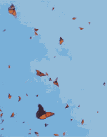 Butterflies Sky GIF - Butterflies Sky Blue GIFs
