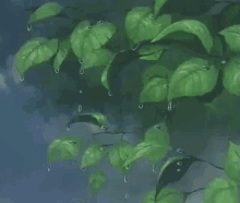 Leaves Rain GIFs | Tenor