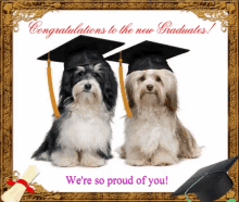 Congratulations Graduate Dogs GIF - Congratulations Graduate Dogs Cute GIFs