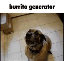 Burrito Generator Dog GIF - Burrito Generator Dog Burrito GIFs
