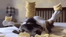 Dogs Asleep GIF - Dogs Asleep Chips GIFs