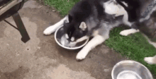 Dog Drinking Water GIF - Dog Drinking Water Water GIFs