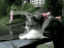 Cat Cats GIF - Cat Cats Car GIFs