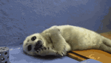 Niko Baby Seal GIF - Niko Baby Seal Toba Aquarium GIFs
