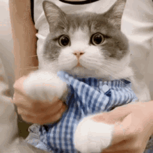 Cute Cat GIF - Cute Cat Cute Cat GIFs