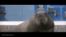 50first Dates Walrus GIF - 50first Dates Walrus Walruses GIFs