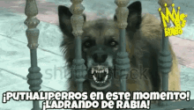 puthali perros thalia dog barking ladrando puthali perros thalia dog barking ladrando