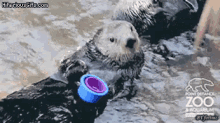 Animal Otter GIF - Animal Otter Swim GIFs