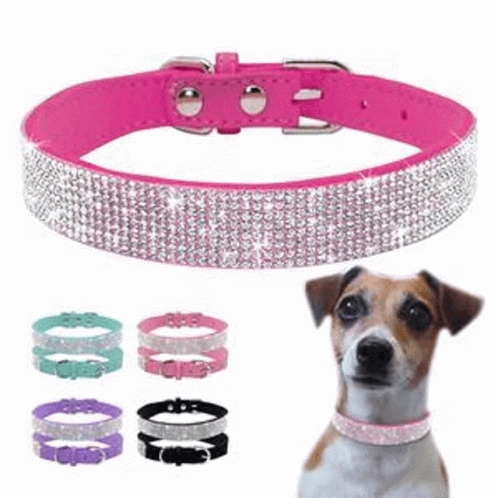 best led dog collar