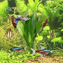 Animated Aquarium Guppies GIF - Animated Aquarium Guppies Tiger Barb GIFs