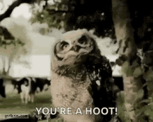 Owl Dance GIF - Owl Dance Youre A Hoot GIFs