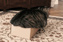Cats Box GIF - Cats Box If I Fit I Sit GIFs