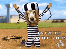 Dog Prison GIF - Dog Prison Break GIFs