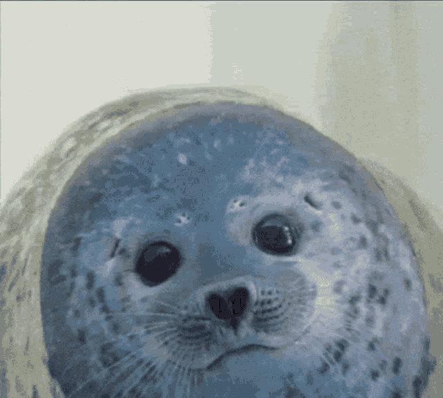 Seal Disappear GIF - Seal Disappear Gone - Discover & Share GIFs