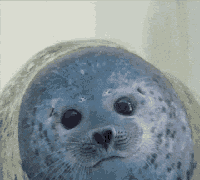Seal Disappear GIF Seal Disappear Gone Discover & Share GIFs